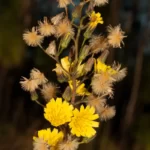 queen devil hieracium gronovii