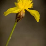 quillwort yelloweyed grass xyris isoetifolia