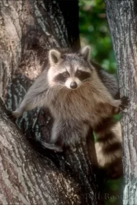 raccoon in tree