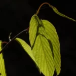 rattan vine berchemia scandens