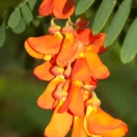 rattlebox flowers sesbania punicea