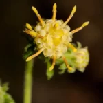rayless mock goldenrod brintonia discoides 3