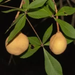 red buckeye fruits aesculus pavia