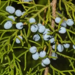 red cedar berries juniperus virginiana