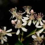 red chokeberry flowers photinia pyrifolia