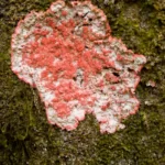 red lichen herpothallon rubrocinctum