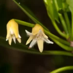 red mangrove flowers rhizophora mangle