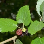 red mulberry morus rubra