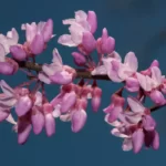 redbud cercis canadensis 2