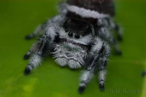 regal jumping spider phidippus regius