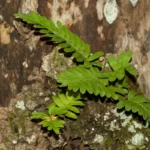 resurrection fern pleopeltis michauxiana