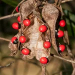 rosary pea seedpods abrus precatorius