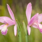 rose pogonia orchids pogonia ophioglossoides 2