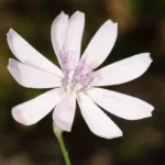 rose rush lygodesmia aphylla