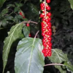 rouge plant rivina humilus