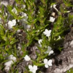 rough hedgehyssop sophronanthe hispida 2