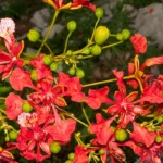 royal poinciana flowers delonix regia