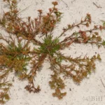 rustweed polypremum procumbens