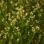 saltwater falsewillow flowers baccharis angustifolia 3