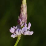 sampsons snakeroot flower orbexilum pedunculatum