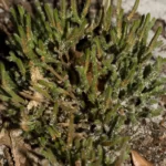 sand spike moss selaginella arenicola
