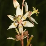 sandbog deathcamas zigadenus glaberrimus