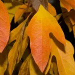 sassafras autumn leaves sassafras albidum