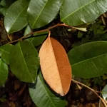 satinleaf chrysophyllum oliviforme