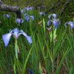 savannah iris iris tridentata
