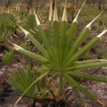 saw palmetto burned by fire serenoa repens