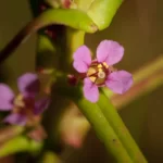 scarlet ammannia ammannia coccinea