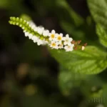 scorpiontail heliotropium angiospermum 2
