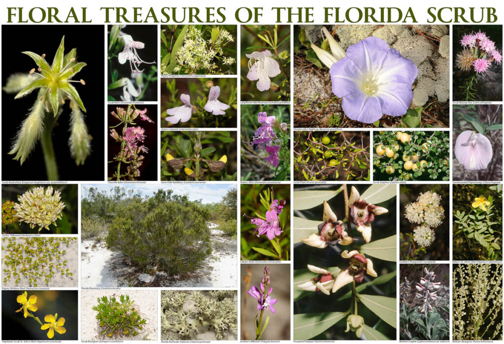scrub treasures print 1
