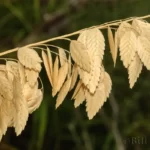 seaoats uniola paniculata