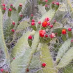 semaphore cactus with flowers consolea corallicola