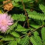 sensitive brier mimosa quadrivalvis var. angusata