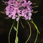 sessileleaf pinelandcress warea sessilifolia