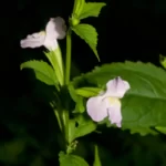 sharpwing monkeyflower mimulus alatus