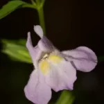 sharpwinged monkeyflower mimulus alatus