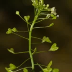 shepherds purse capsella bursa pastoris