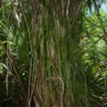 shoestring fern vittaria lineata