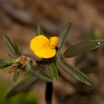 sidebeak pencilflower flowerstylosanhes biflora