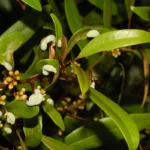 silk bay persea borbonia var. humilis