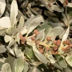 silver buttonwood flowers conocarpus erectus sericeus