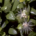 simpsons stopper flowers myrcianthes fragrans