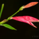 sixangle foldwing flower dicliptera sexangularis