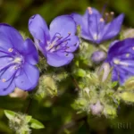 skyflower hydrolea corymbosa 2