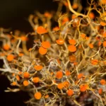 slender orange bush lichen closeup teloschistes exilis