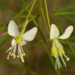slenderleaf clammyweed polanisia tenuifolia 2