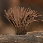 slime mold 2